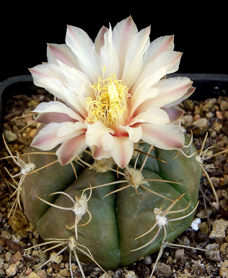 Gymnocalycium oehmeanum